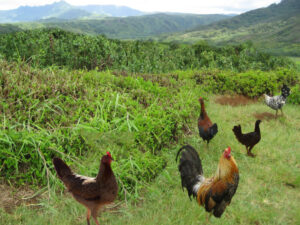 Hawaiian Chickens