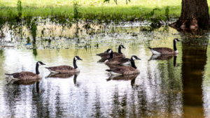 GOOSE SWIM #1