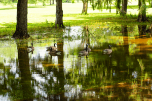 GOOSE SWIM #3
