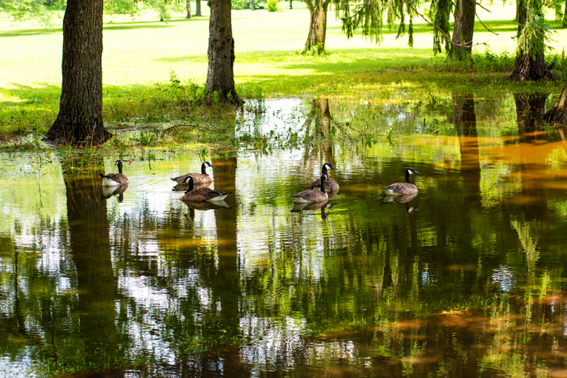 GOOSE SWIM #3
