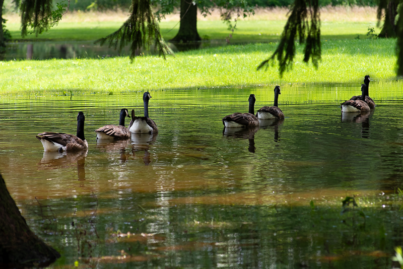 GOOSE SWIM#2