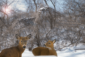 Snow Deer