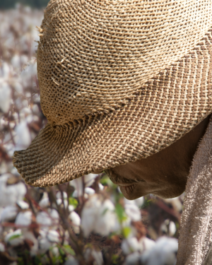 Laborer in a Cotton Field