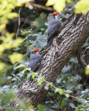 Red Head Pileated Woodpeckers