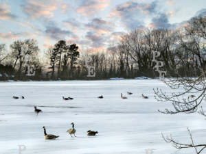 Winter Geese in Ohio