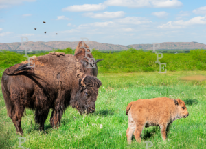 Buffalo Life